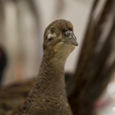 Maccagno Imperiale 8 10 2021 23