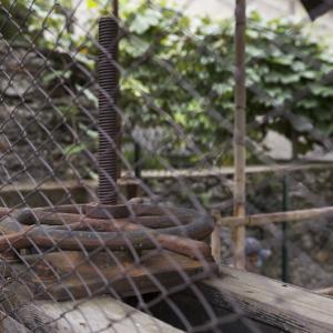 Maccagno Imperiale 9 10 2021 179