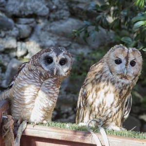 Maccagno Imperiale 9 10 2021 264