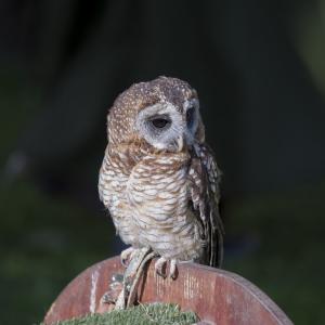 Maccagno Imperiale 10 10 2021 145