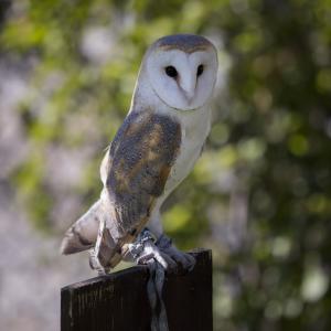 Maccagno Imperiale 10 10 2021 149