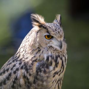 Maccagno Imperiale 10 10 2021 153