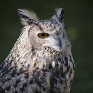 Maccagno Imperiale 10 10 2021 154