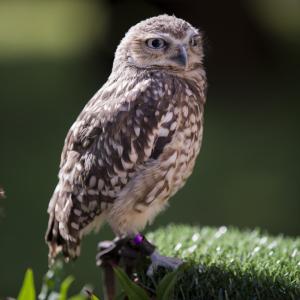 Maccagno Imperiale 10 10 2021 155