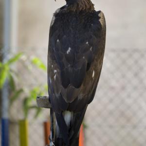 Maccagno Imperiale 10 10 2021 156