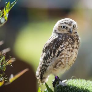 Maccagno Imperiale 10 10 2021 157