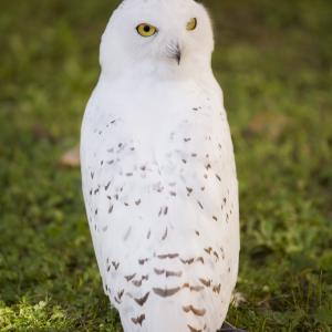 Maccagno Imperiale 10 10 2021 158