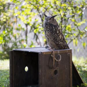 Maccagno Imperiale 10 10 2021 159