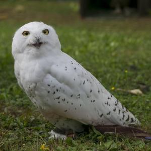 Maccagno Imperiale 2022 1873