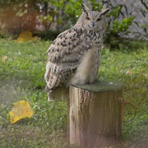 Maccagno Imperiale 2022 1877