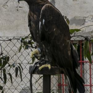 Maccagno Imperiale 2022 1879