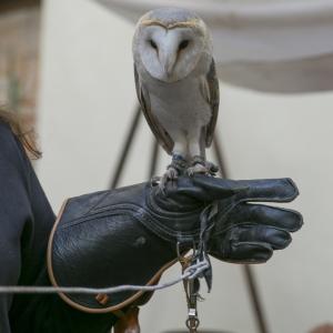 Maccagno Imperiale 2022 2099