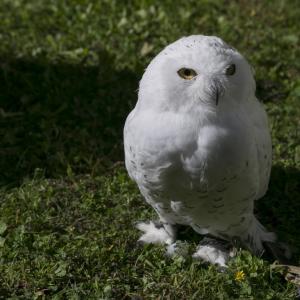 Maccagno Imperiale 2022 2445