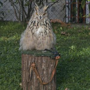 Maccagno Imperiale 2022 2993