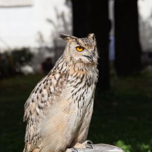 Maccagno Imperiale 2023 35